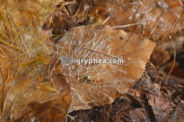 Mycélium et dégradation d'une feuille morte - gryphea.org